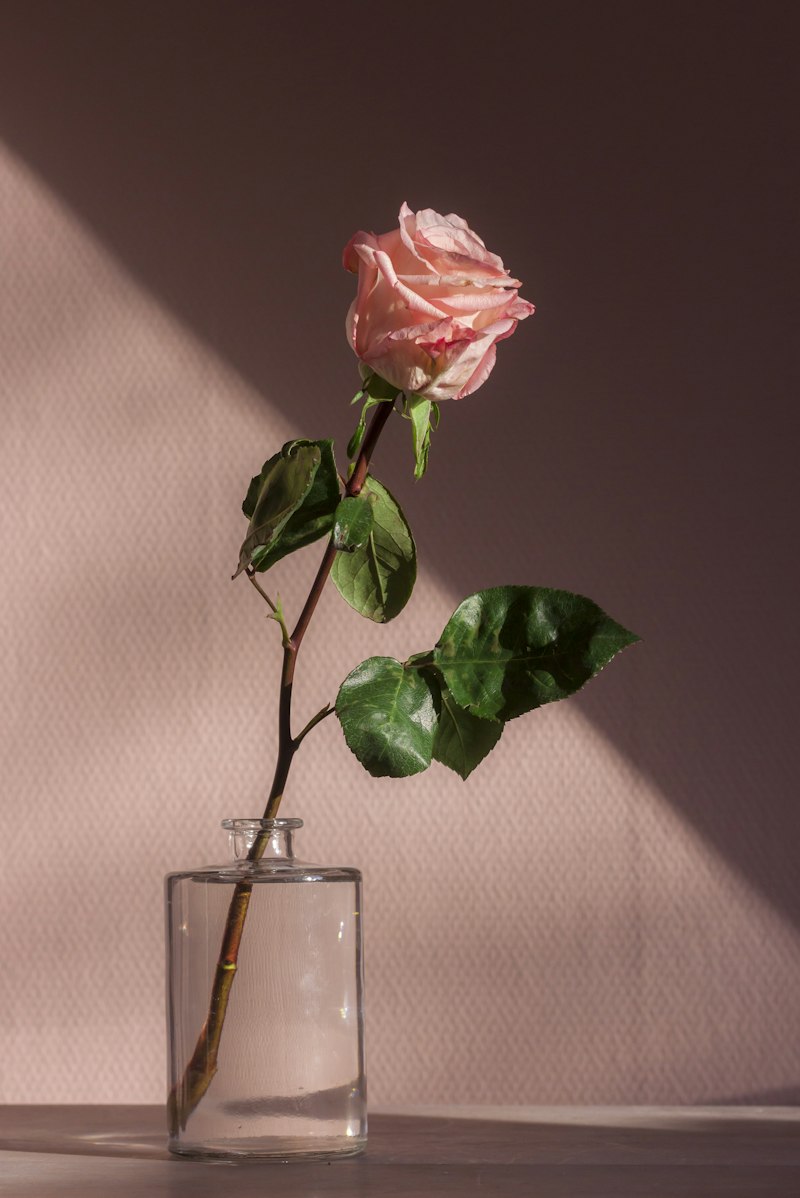 Rose harvest