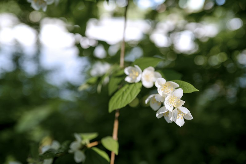 Jasmine harvest